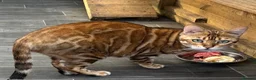 Bengal cats for sale: Beautifull girl  - Advert 4