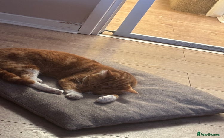 Mixed Breed cats - Advert 1