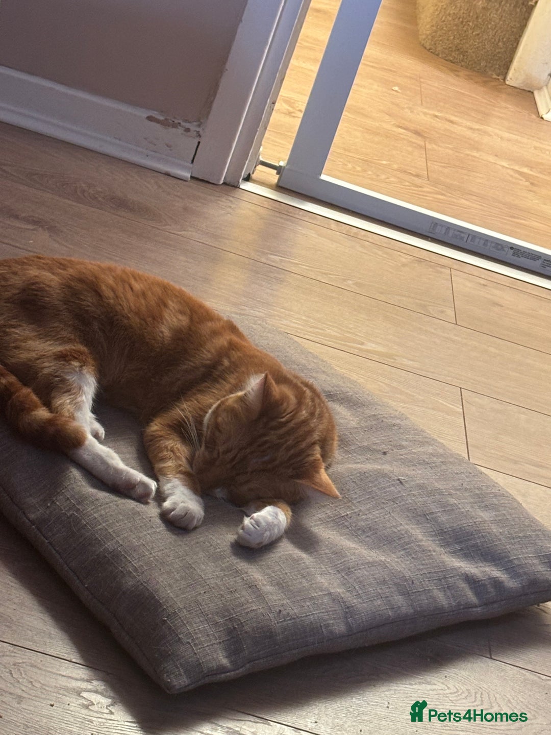 Mixed Breed cats for sale: Male cat  - Image 1