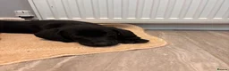 Labrador Retriever dogs for sale: Gorgeous Labradors  in Chelmsford - Advert 8