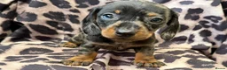 Miniature Dachshund dogs for sale: Miniature Dachsund puppies 3 boys 1 girl  - Advert 20