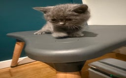 Scottish Fold cats for sale: Scottish Fold Kittens  - Image 20