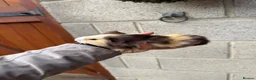 Guinea Pig rodents for sale: Gorgeous Guniea Pigs  - Advert 8
