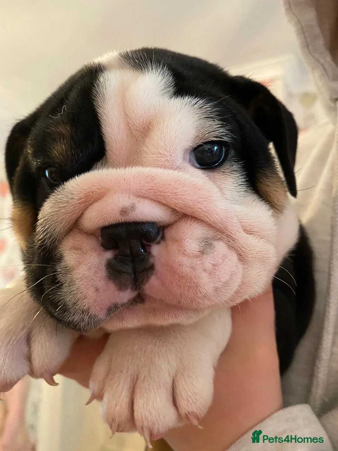 English Bulldog dogs for stud: Proven English Bulldog Stud - Blue Tri Merle in Romford - Advert 12
