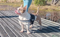 Mixed Breed dogs for sale: French bulldog cross pocket bully - Image 12