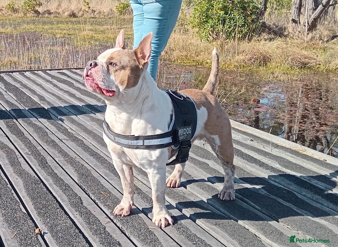 Mixed Breed dogs for sale: French bulldog cross pocket bully - Image 12