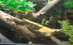 Gecko reptiles for sale: Tailless Crested Gecko with terrarium and extras - Image 3