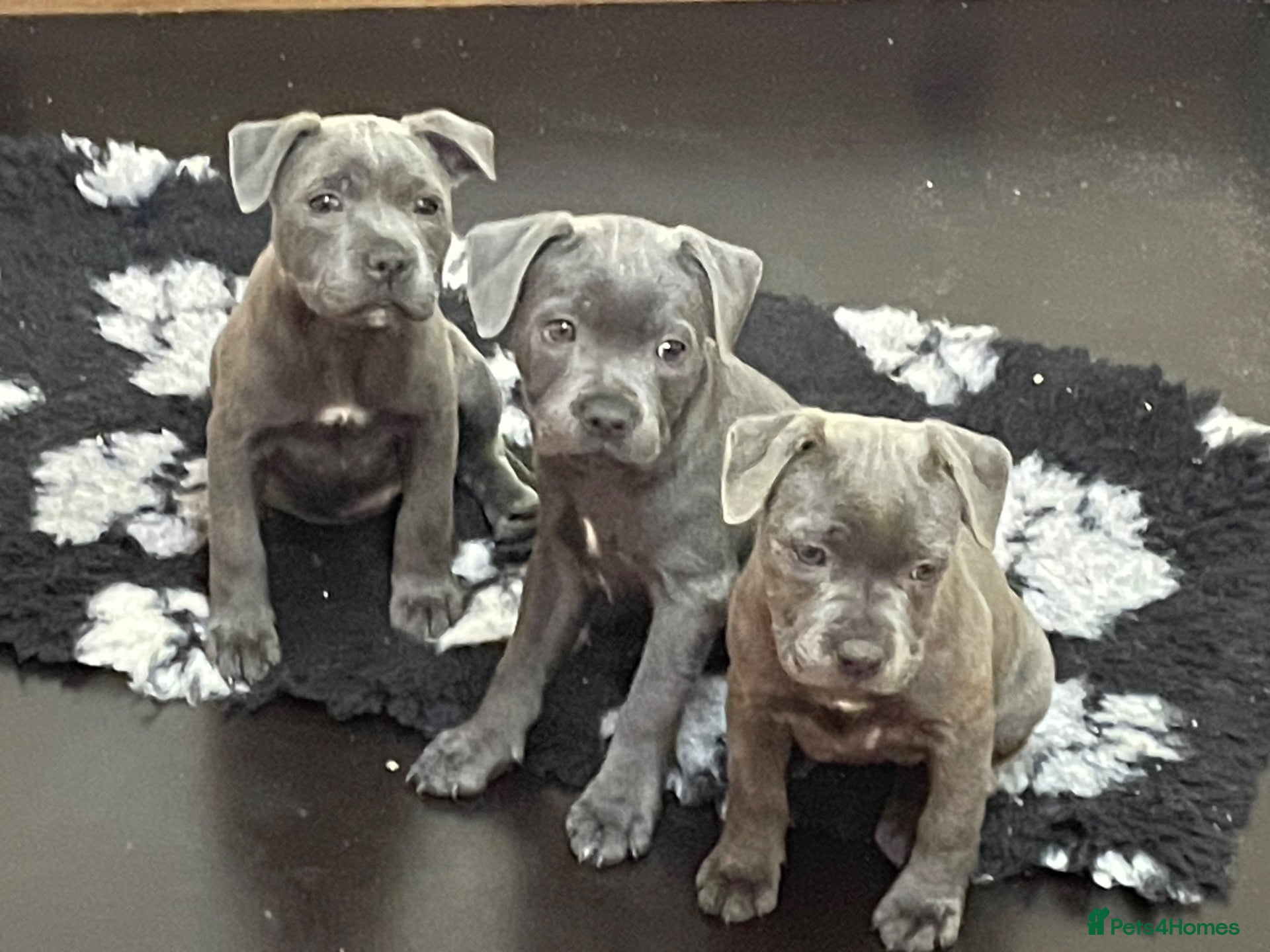 Staffordshire Bull Terrier dogs STAFFORDSHIRE BULL TERRIER BLUE BRINDLE PUPS  - Advert 1