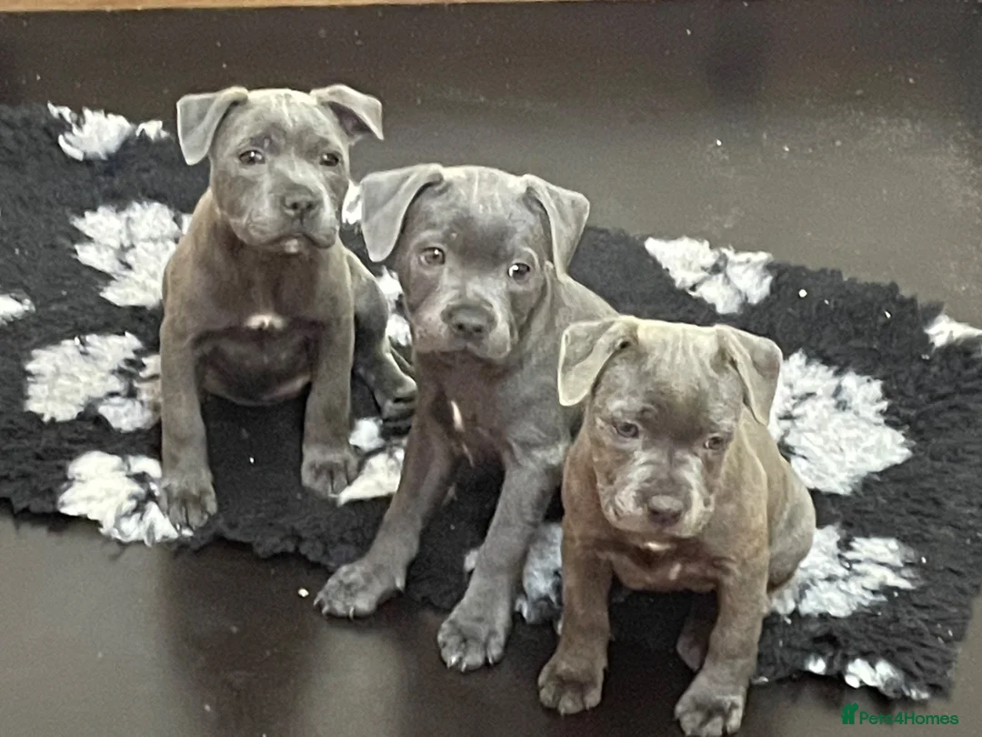 Staffordshire Bull Terrier dogs for sale: STAFFORDSHIRE BULL TERRIER BLUE BRINDLE PUPS  in Ryde - Advert 1