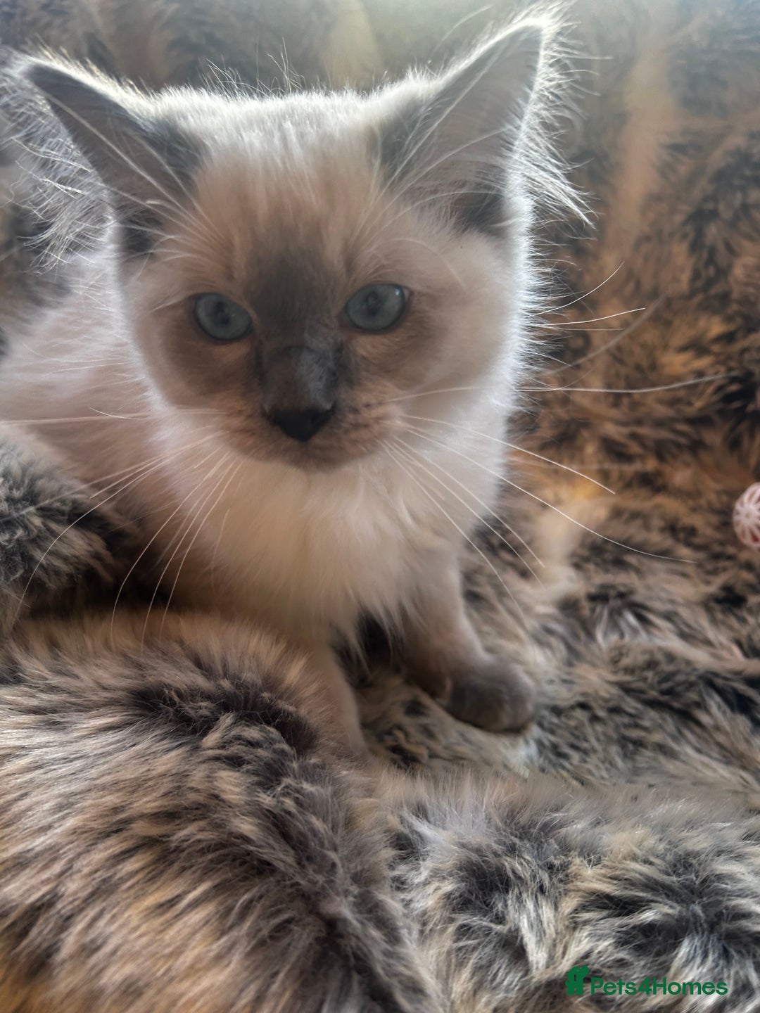 Ragdoll cats for sale: 5 STUNNING RAGDOLL KITTENS AVAILABLE NOW - Advert 6
