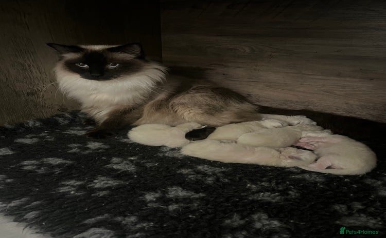 Ragdoll cats Gccf ragdolls  - Advert 3