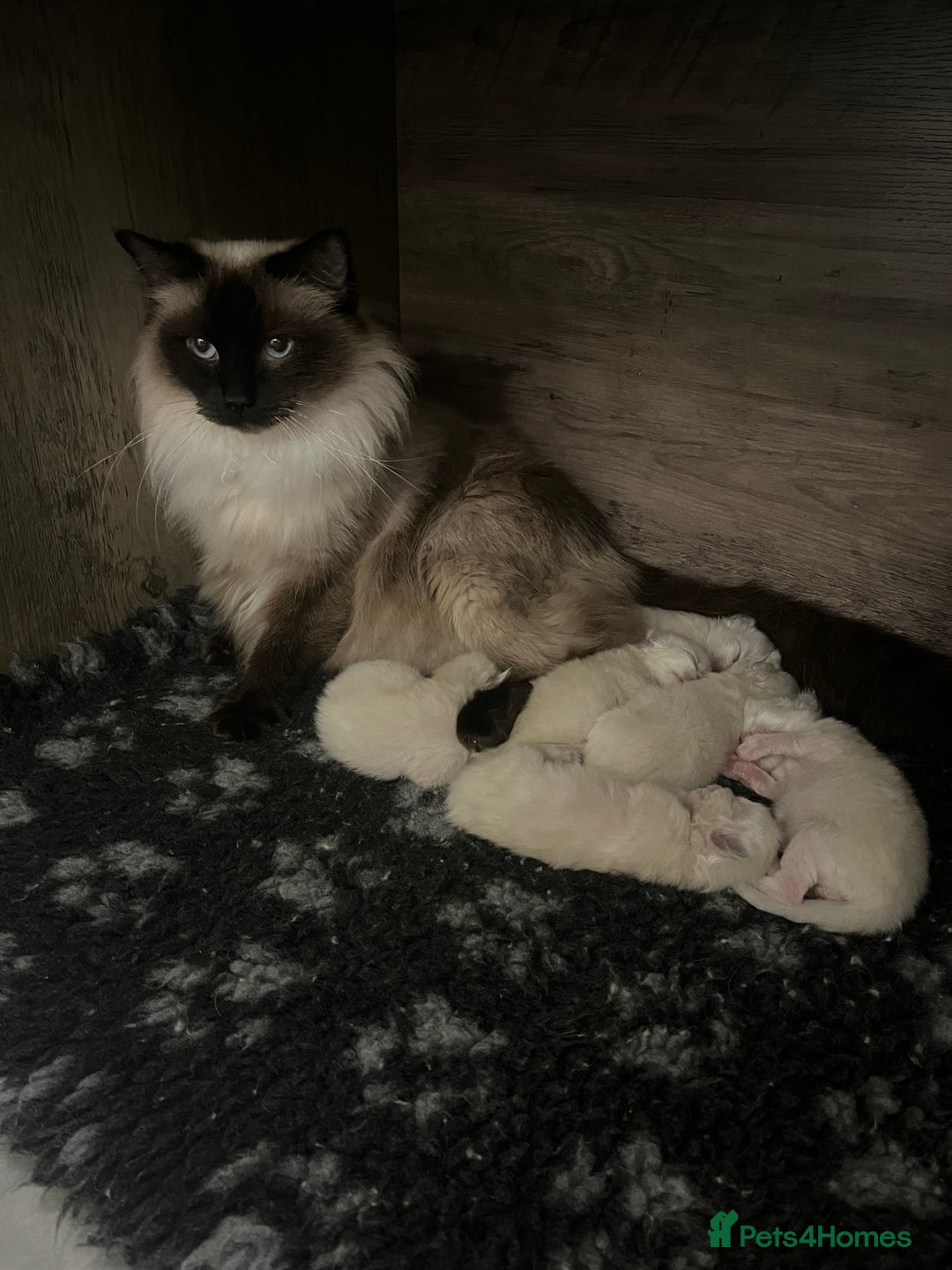 Ragdoll cats for sale: Gccf ragdolls ready 12th Jan  - Advert 2