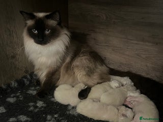 Ragdoll cats Gccf ragdolls - Advert 5