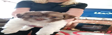 Hazel