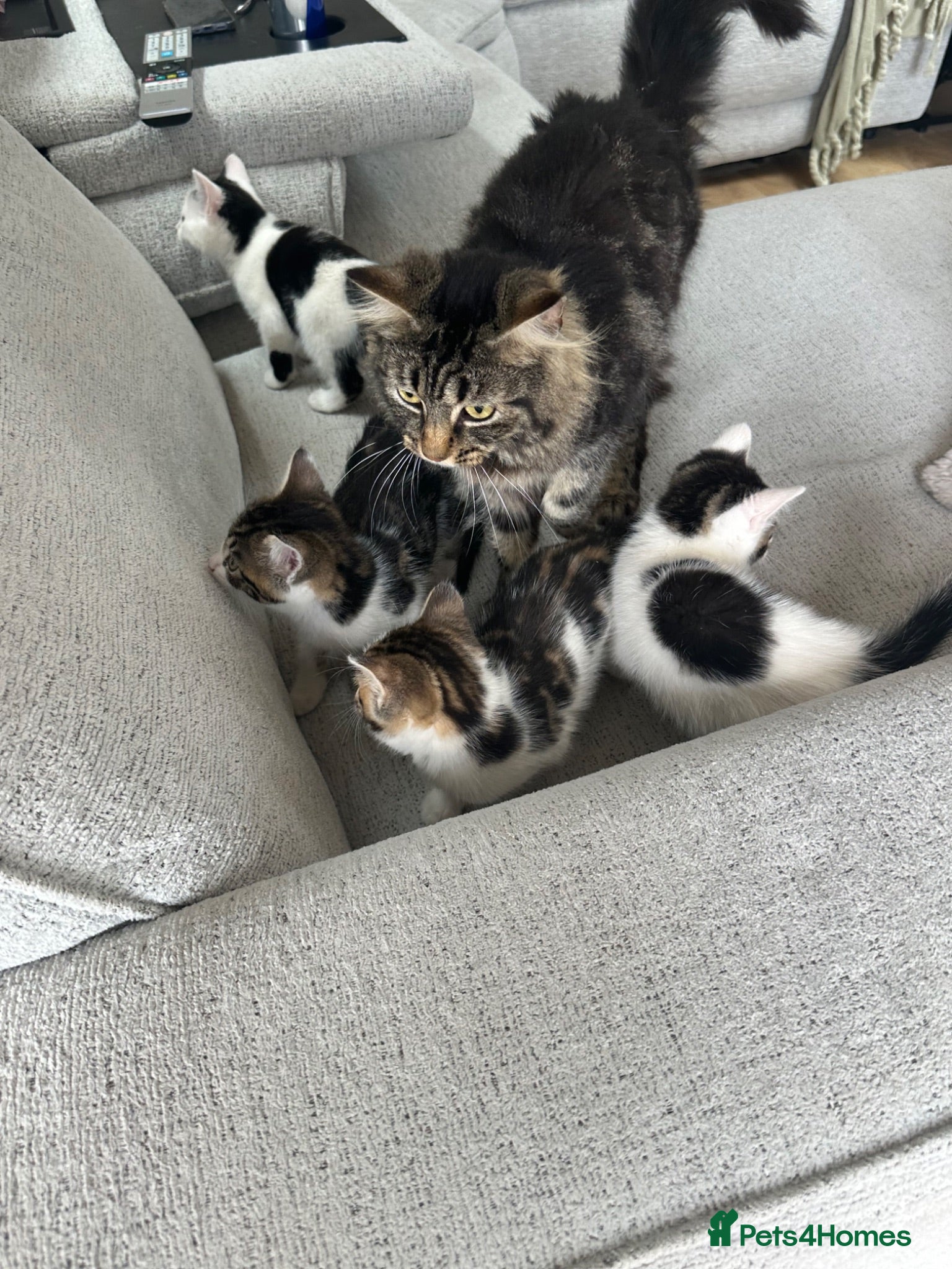 Mixed Breed cats 3 male kittens and 1 female ready now  - Advert 2