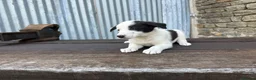 Border Collie dogs for sale: Stunning red / blue / black & white pups - Advert 11