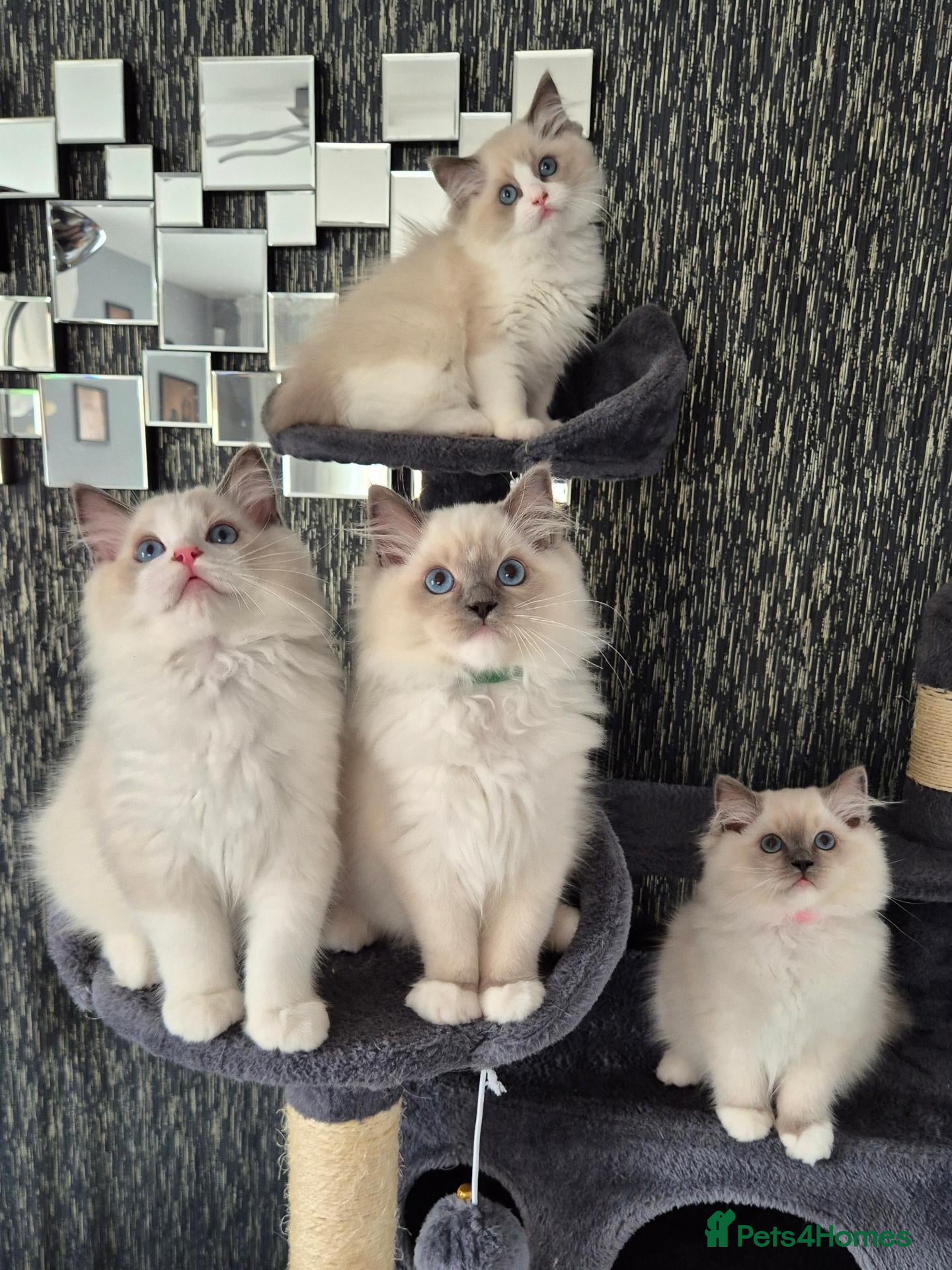 Ragdoll cats TICA registered DNA Tested Ragdoll Kittens  - Advert 1