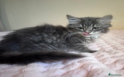 Maine Coon cats for sale: Maine Coon Kitten  - Image 10