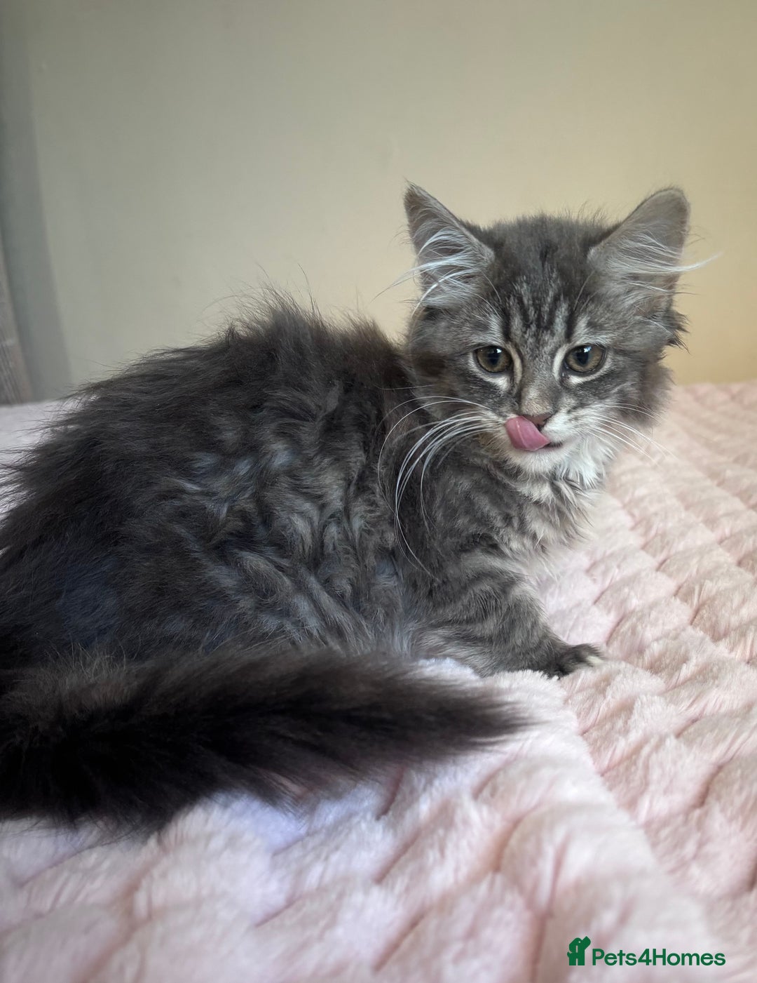 Maine Coon cats for sale: Maine Coon Kitten  - Image 10