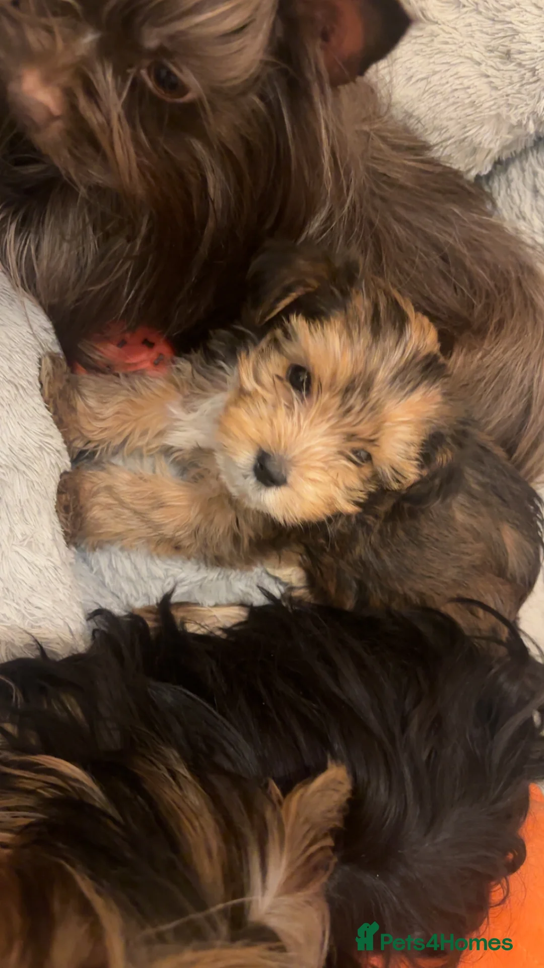 Yorkshire Terrier dogs for sale: Mini Chocolate merle yorkie pup - Advert 5
