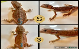 Bearded Dragon reptiles for sale: Beautiful baby bearded dragons £100 ONO - Image 1