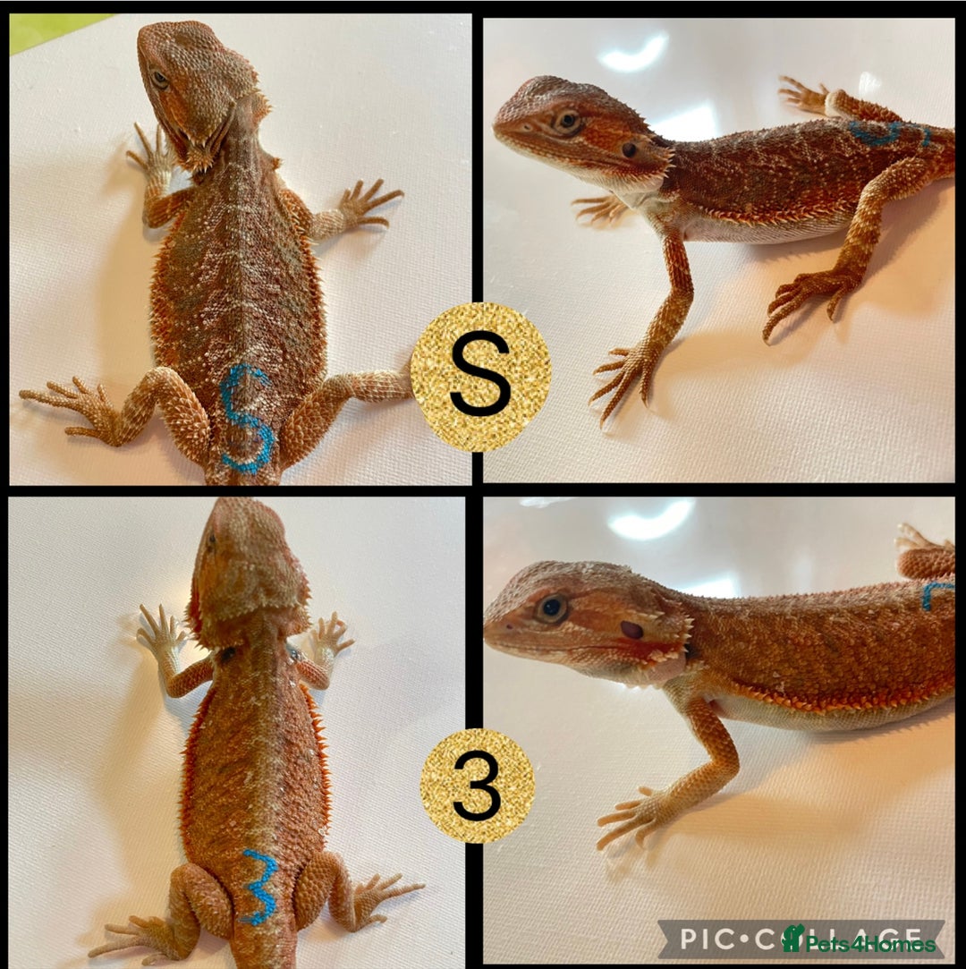 Bearded Dragon reptiles for sale: Beautiful baby bearded dragons £100 ONO - Image 1