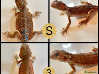 Bearded Dragon reptiles - Advert 1
