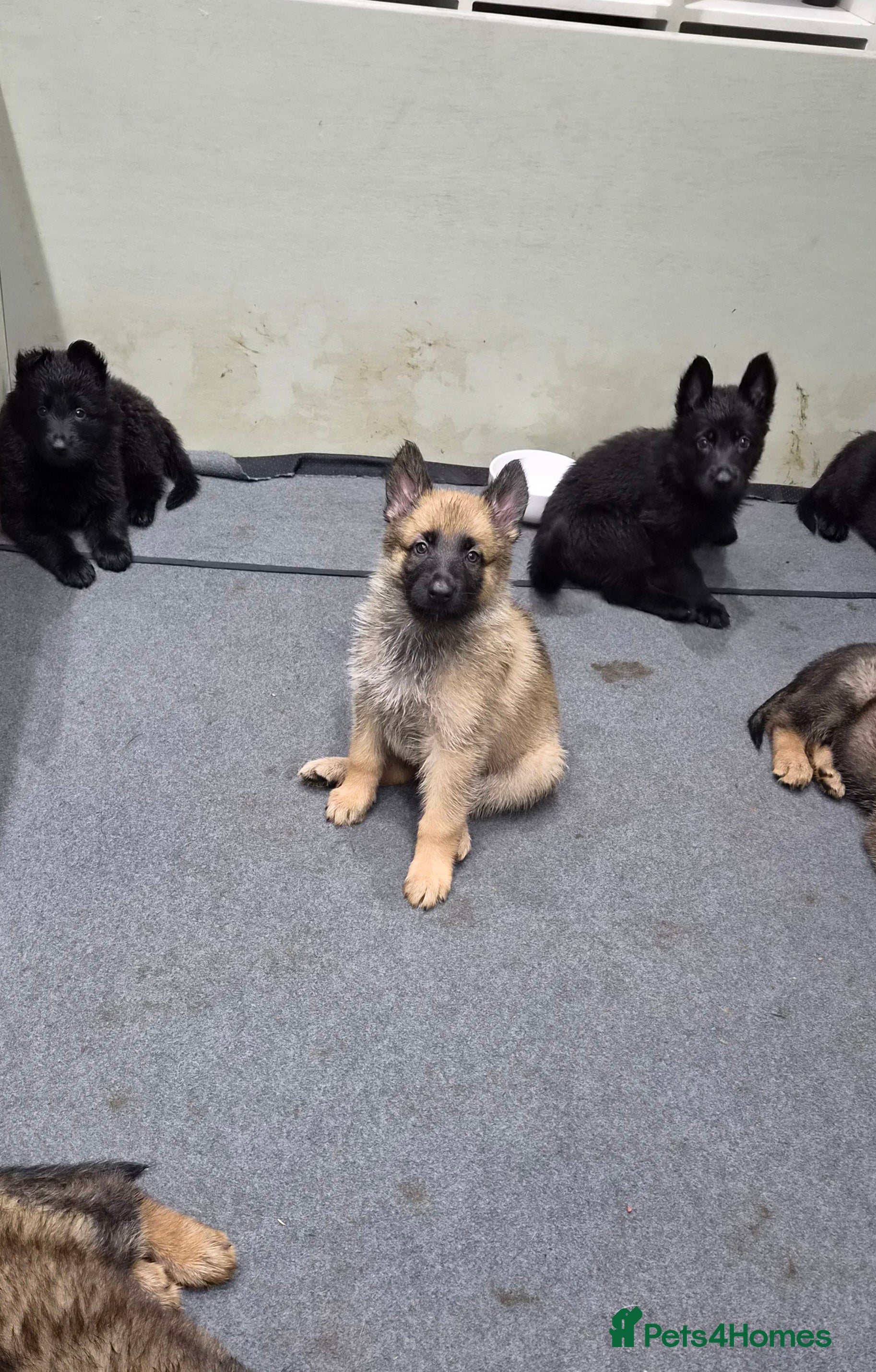 German Shepherd dogs DDR German Shepherds  - Advert 2