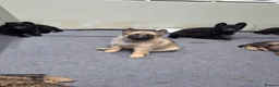 German Shepherd dogs for sale: DDR German Shepherds  - Advert 22