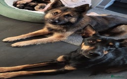 Mixed Breed dogs for sale: Belgium shepherd puppies - Image 8