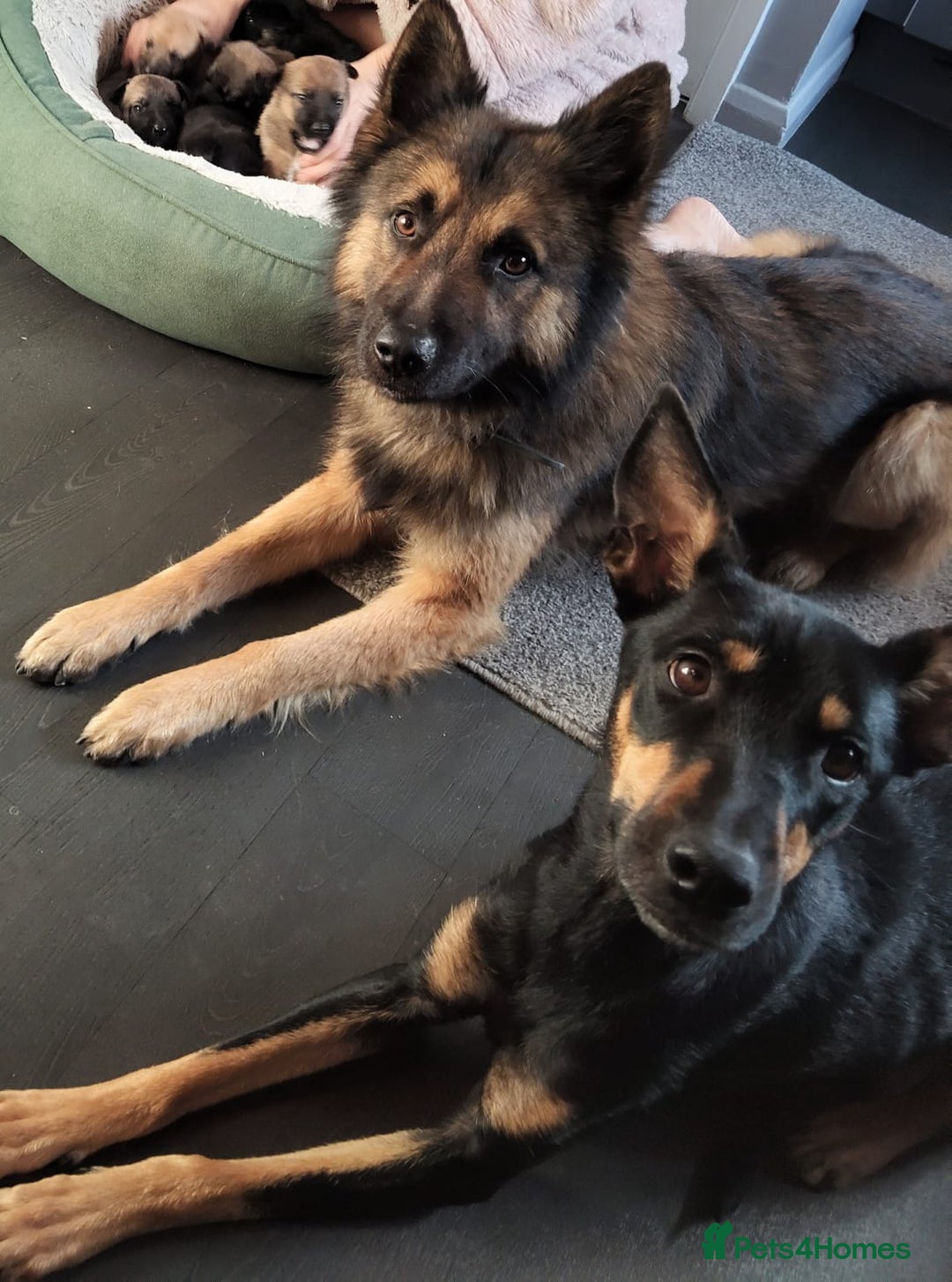 Mixed Breed dogs for sale: Belgium shepherd puppies - Image 8