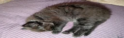 Ragcoon cats for sale: Stunning Ragcoon girl, Maine coon Dad Ragdoll Mum - Advert 6
