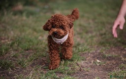 Toy Poodle dogs for sale: 1 YEAR OLD BEAUTIFUL ASIAN TOY POODLE BOY FOR SALE - Image 3