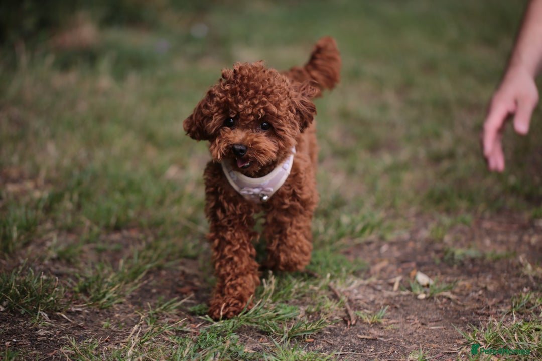 Toy Poodle dogs for sale: 1 YEAR OLD BEAUTIFUL ASIAN TOY POODLE BOY FOR SALE - Image 3