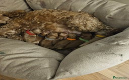 Cockapoo dogs for sale: Cockapoo puppies for sale! - Image 8