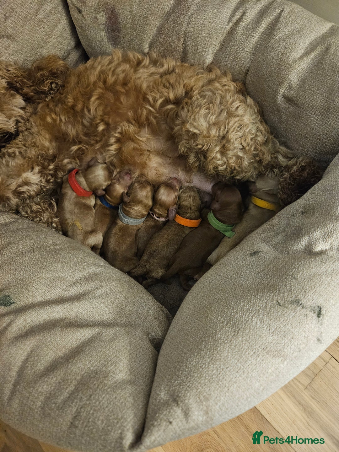 Cockapoo dogs for sale: Cockapoo puppies for sale! - Image 8