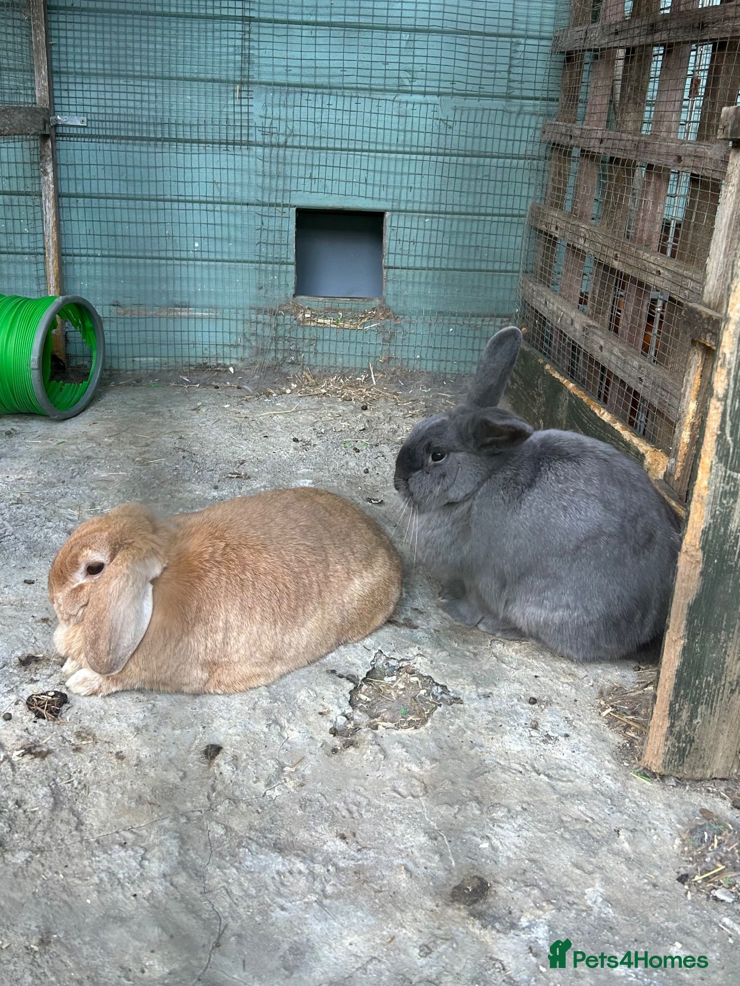 Mixed Breed rabbits Bonded pair of bunnies. - Advert 2