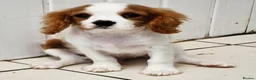 Cavalier King Charles Spaniel dogs for sale: Adorable Male Duo King Charles Cavalier  in Carmarthen - Advert 4