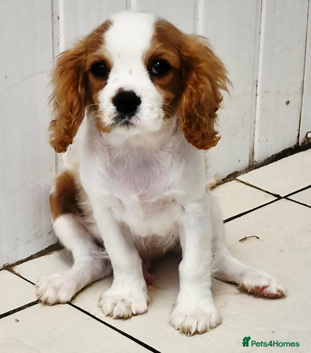 Cavalier King Charles Spaniel dogs for sale: Adorable Male Duo King Charles Cavalier  in Carmarthen - Advert 4