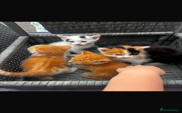 Mixed Breed cats - Advert 4