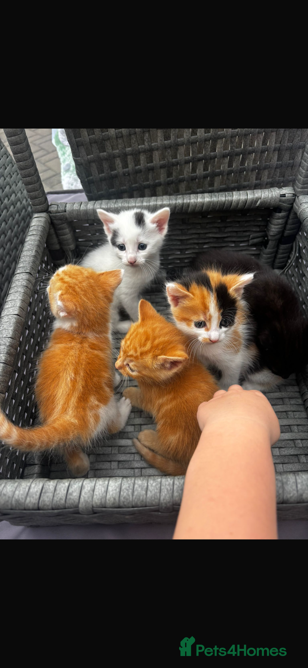Mixed Breed cats for sale: I have 4 beautiful little cuties  - Image 1