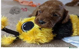 Cavapoo dogs for sale: Waiting List now open - DARK RED PREMIUM QUALITY - Image 21
