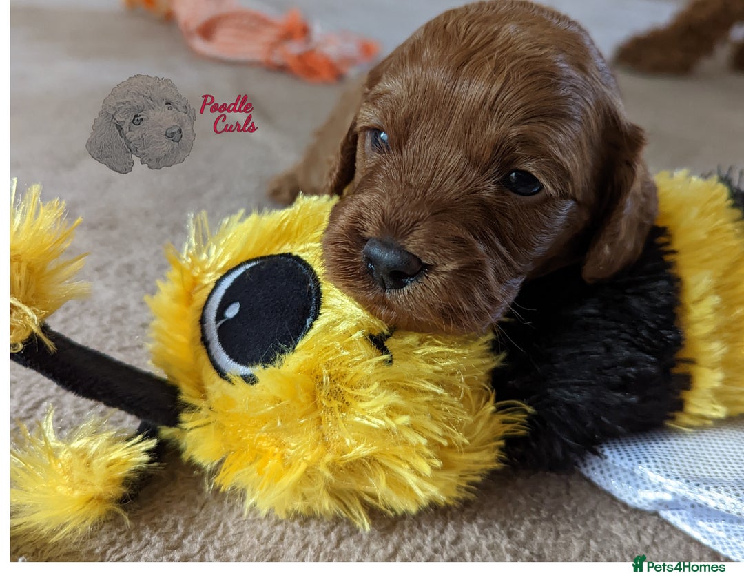 Cavapoo dogs for sale: Waiting List now open - DARK RED PREMIUM QUALITY - Image 21