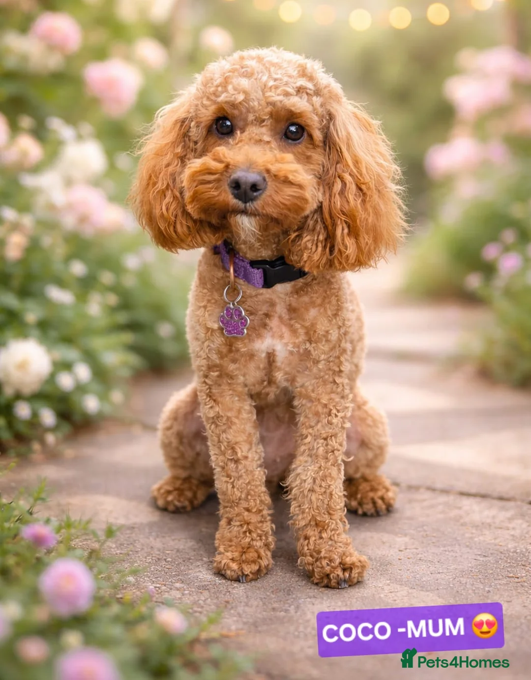 Toy Poodle dogs for sale: BEAUTIFULL BLACK TOY POODLES  - Advert 34