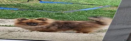 Pomeranian dogs for sale: Beautiful male pomeranian  - Advert 4