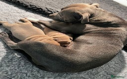 Staffordshire Bull Terrier dogs for sale: Blue fawn male pup - Advert 2