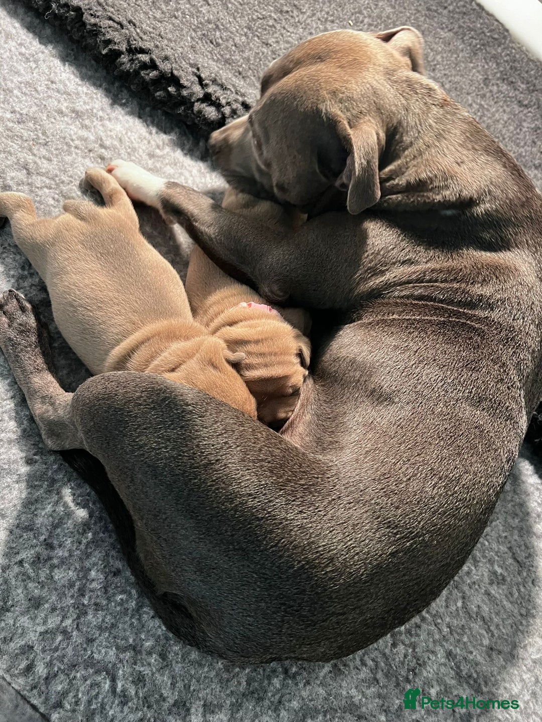 Staffordshire Bull Terrier dogs for sale: Blue fawn male pup - Advert 2