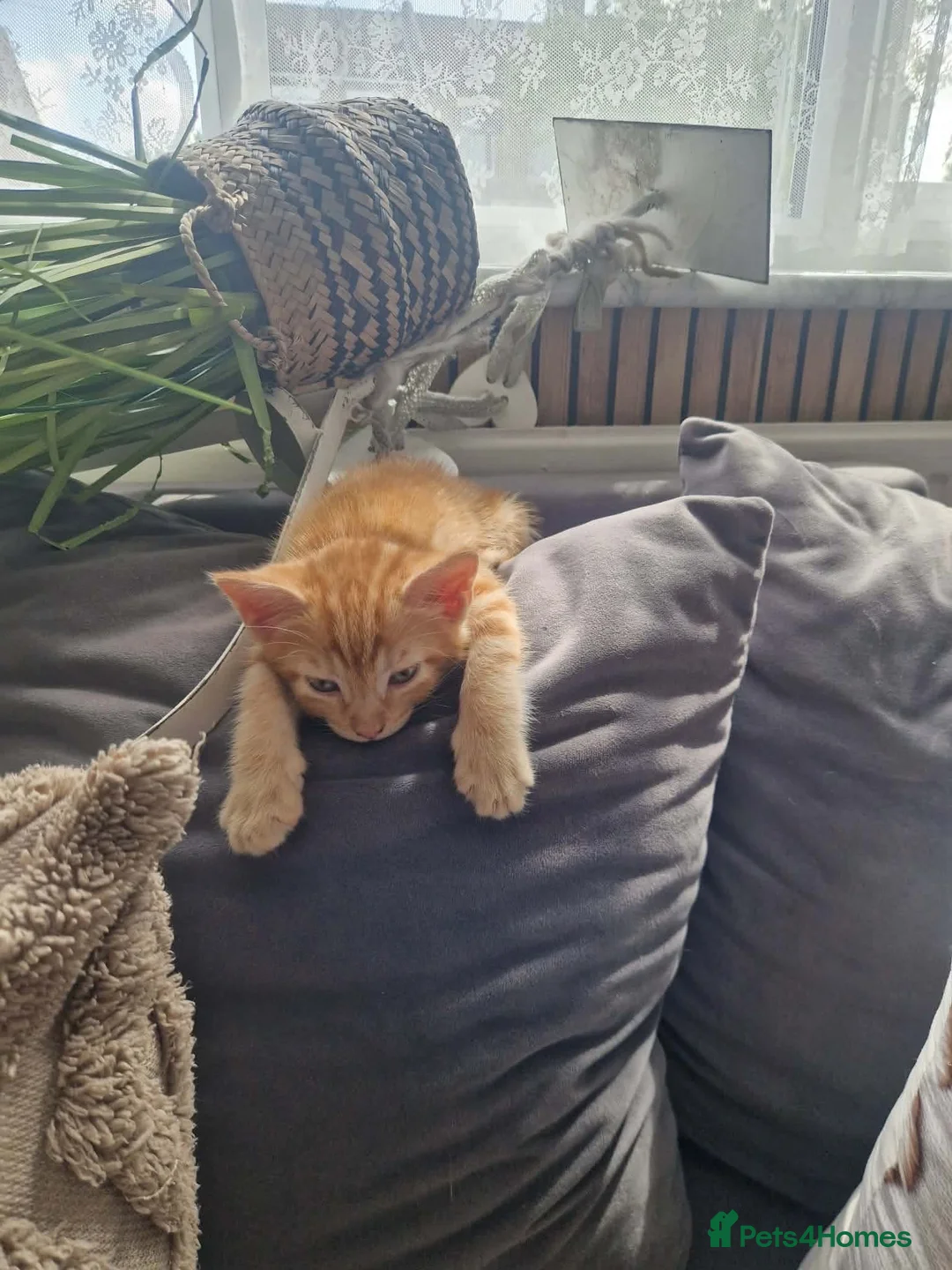 Domestic Shorthair cats for sale: Kittens for sale  - Advert 2