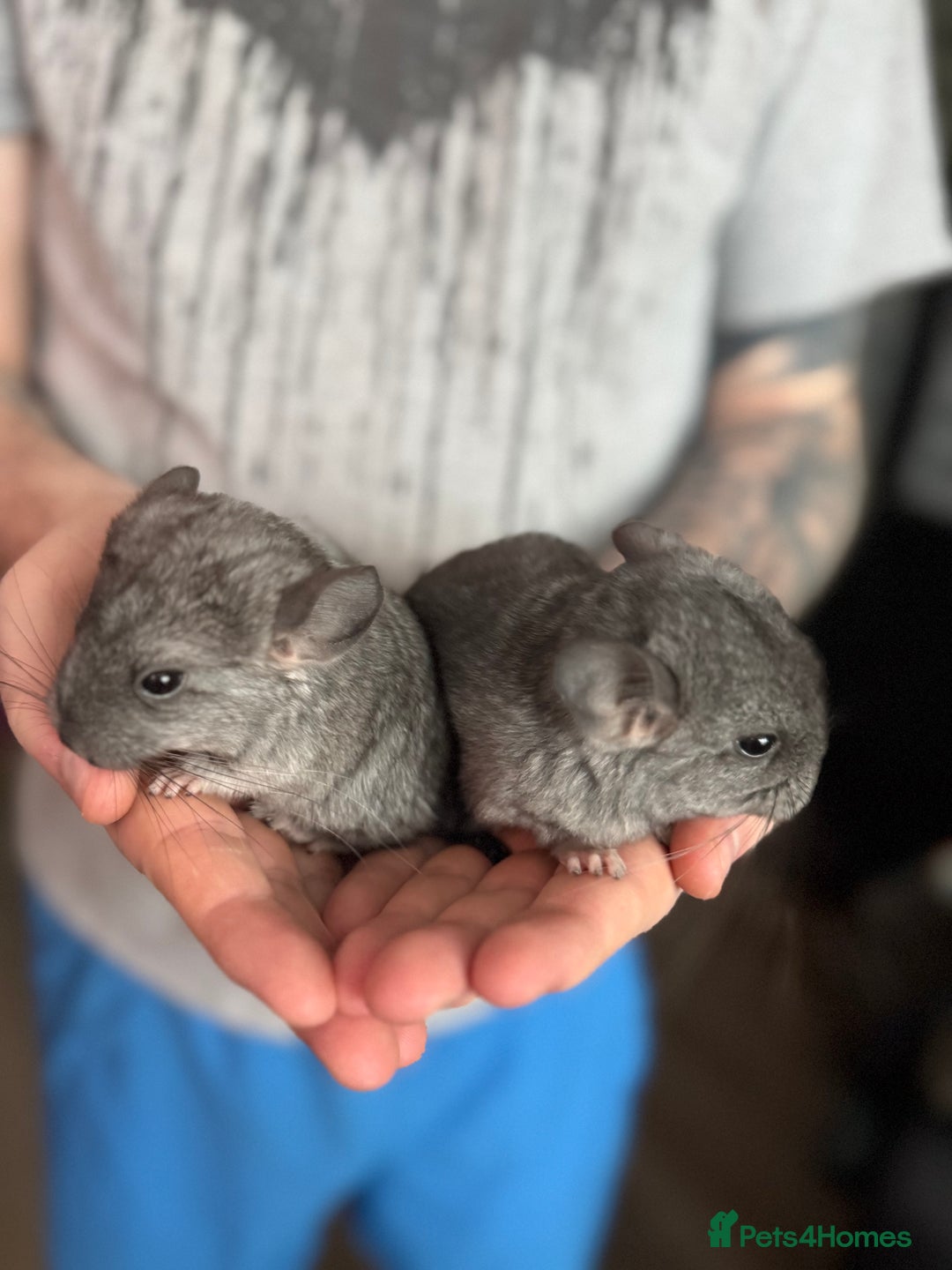Chinchilla rodents for sale: 3 male chinchillas  - Advert 3