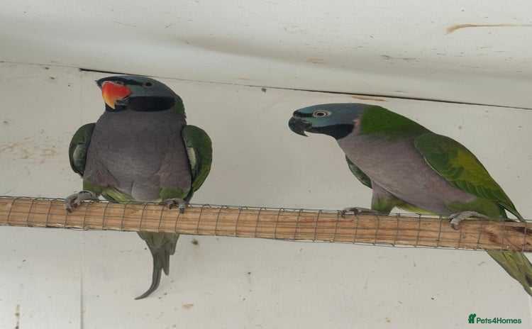 Parrots birds - Advert 1
